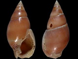 Variation212389