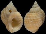 Cancellaria elegans