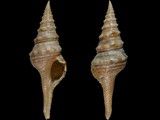 Variation212395