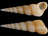 Turritella cingulifera