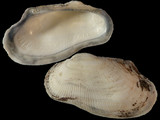 Variation412403
