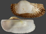 Barbatia bistrigata