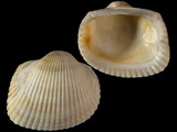 Anadara rufescens