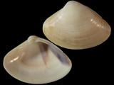 Mactra dissimilis