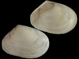 Macoma candida