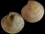 Variation112455