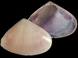 Donax deltoides