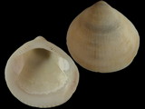 Variation212472