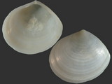 Tellina inflata