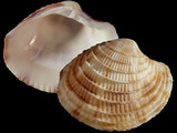 Variation312493