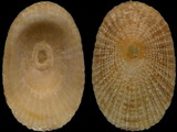 Diodora singaporensis