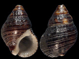 Clypeomorus subbrevicula