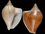 Laevistrombus canarium