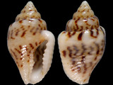 Pyrene scripta