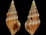 Clavus humilis