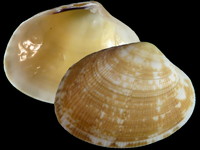 Venerupis aspera