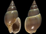 Nassarius dorsatus