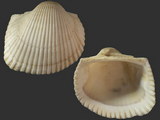 Variation212581