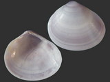 Variation212590