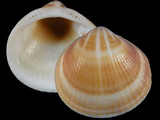 Glycymeris undata