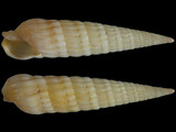 Variation212609