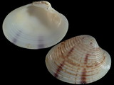 Variation212617