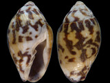 Variation412620