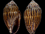 Strigatella retusa