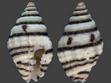 Engina lineata