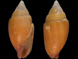 Strigatella ticaonica