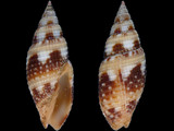 Neocancilla maculosa