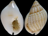 Nassarius callospira