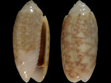 Variation212646