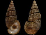 Terebralia sulcata