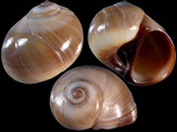 Natica fasciata