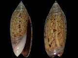 Oliva oliva longispira