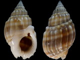 Nassarius distortus