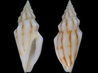 Eucithara alacris