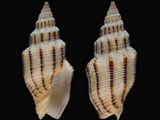 Vexillum exasperatum