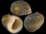 Nerita planospira