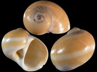 Natica stellata