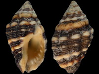 Cronia aurantiaca