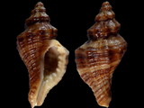 Lataxiena blosvillei