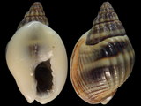 Nassarius pullus