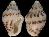 Variation312729