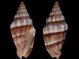 Vexillum rugosum