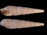 Duplicaria bernardii