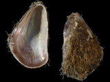 Brachidontes maritimus