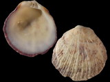 Variation212760