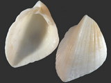 Variation212770